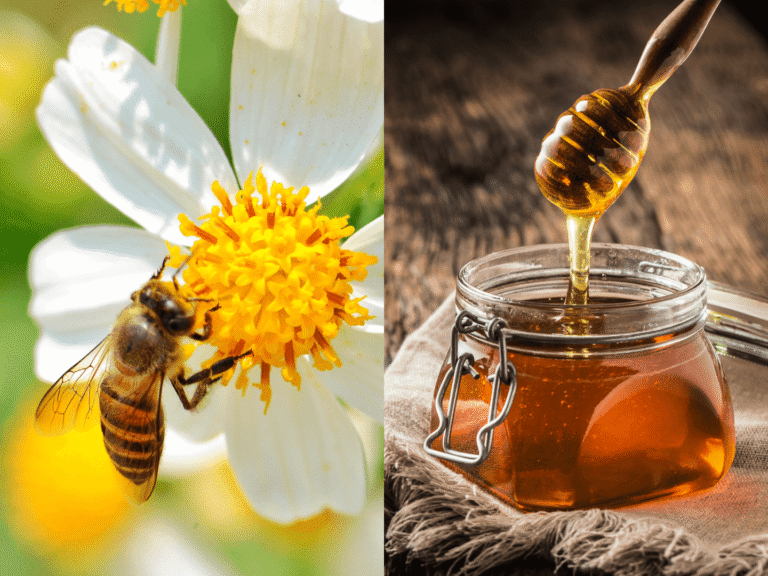 gelee royal erfahrungsberichte