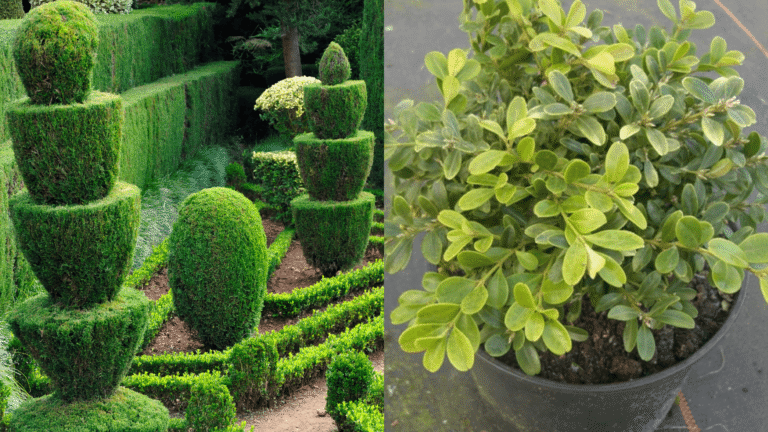 Buchbaum – Ein einfacher und leicht verständlicher Leitfaden? buchbaum